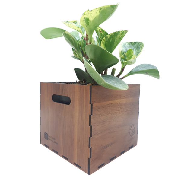 گیاه طبیعی پیرومیا ناردونه کد AB - S02