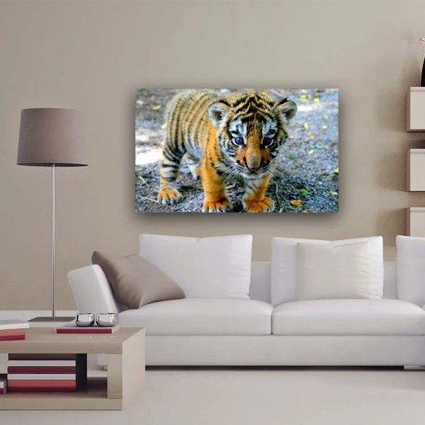 پوستر مدل حیوانات توله ببر کد10049