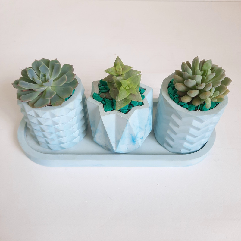 گیاه طبیعی ساکولنت کد 11 مجموعه 3 عددی