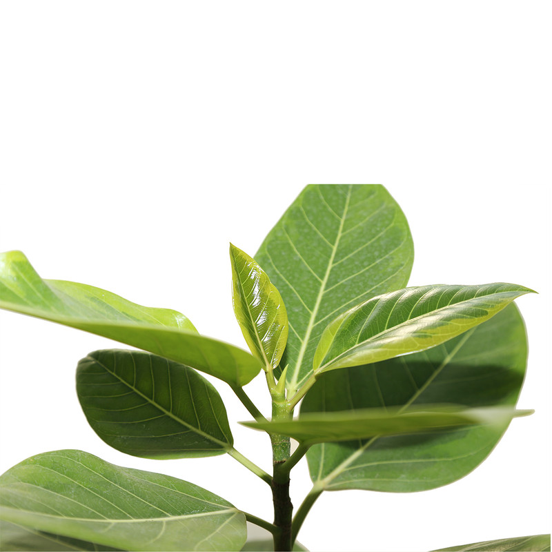 گیاه طبیعی فیکوس التیسیما خانه سبز پیچک مدل لیمویی گیاه طبیعی فیکوس التیسیما خانه سبز پیچک مدل لیمویی