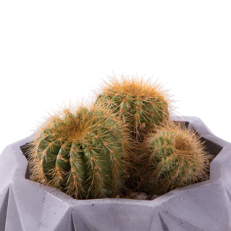 گیاه طبیعی کاکتوس نوتو خورشیدی مدل K-13