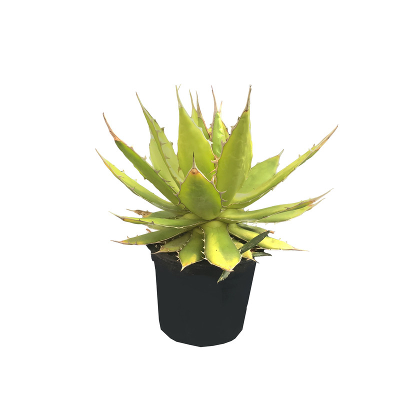 گیاه طبیعی کاکتوس اگاو خرچنگی مدل 7GV گیاه طبیعی کاکتوس اگاو خرچنگی مدل 7GV