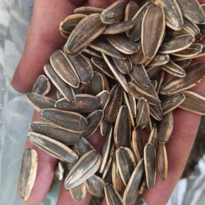 تخمه آفتابگردان حاج قرل - 1000 گرم