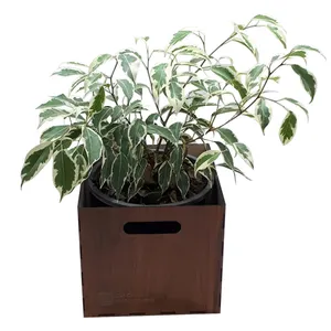 گیاه طبیعی بنژامین ناردونه کد AB - M02