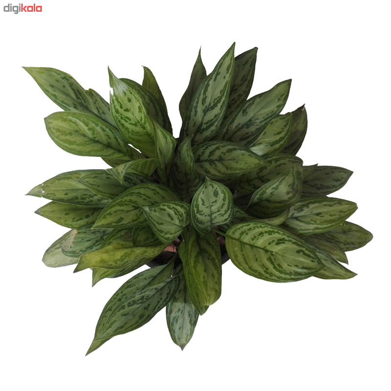 گیاه طبیعی آگلونما مدل A02