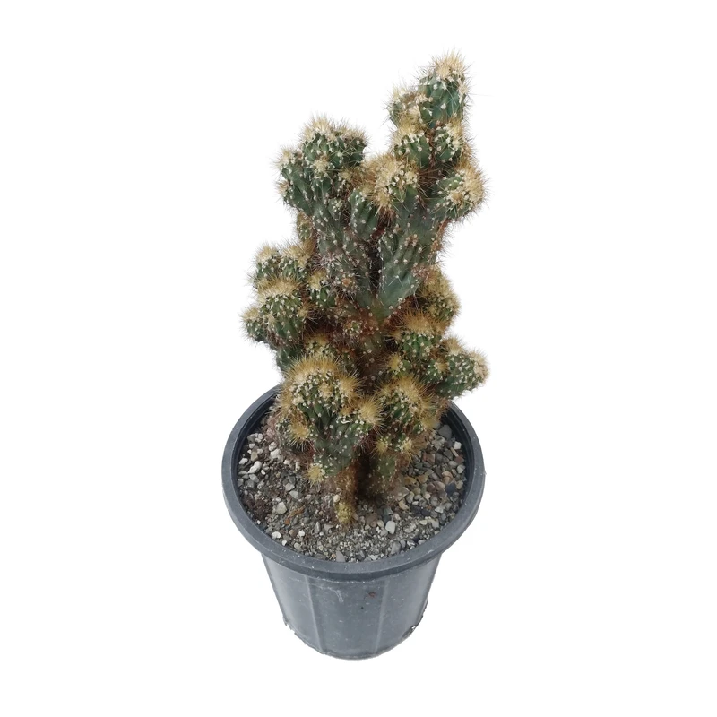 گیاه طبیعی کاکتوس سرئوس مدل صخره ای دفرمه کد C17