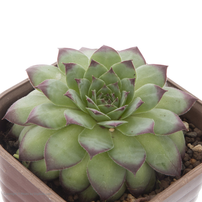 گل طبیعی سمپرویوم هاردی وینتر مدل 41 گل طبیعی سمپرویوم هاردی وینتر مدل 41