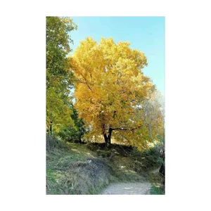 کارت پستال رادکس طرح طبیعت مدل s714