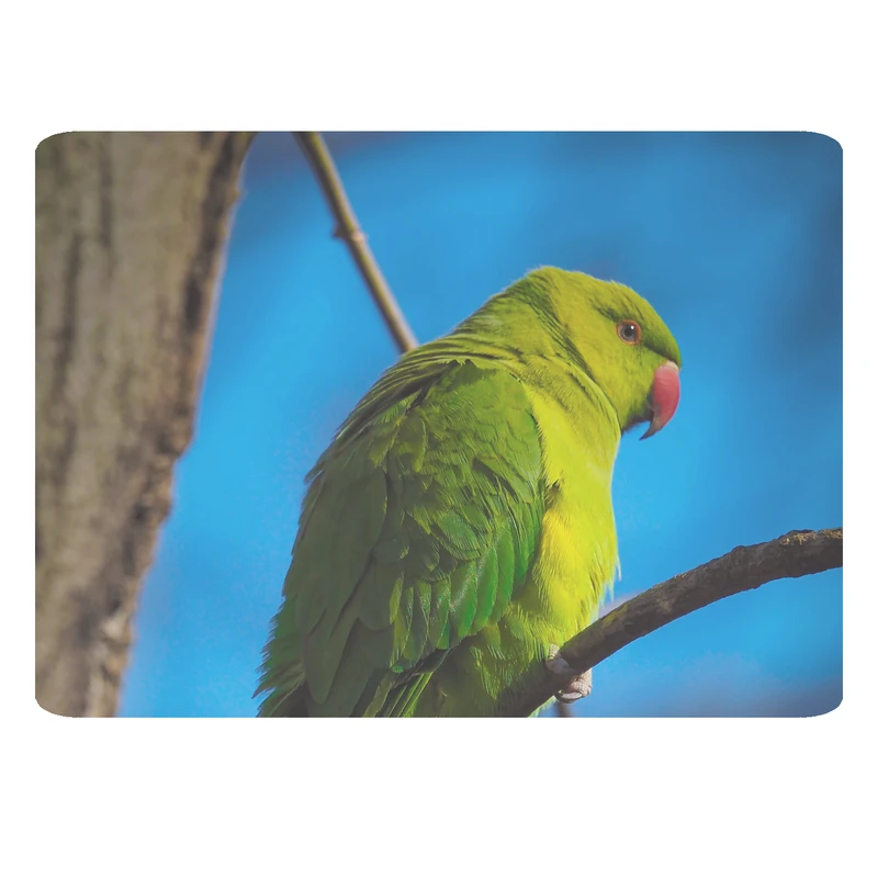 ماوس پد مدل طوطی کد 315 BBB