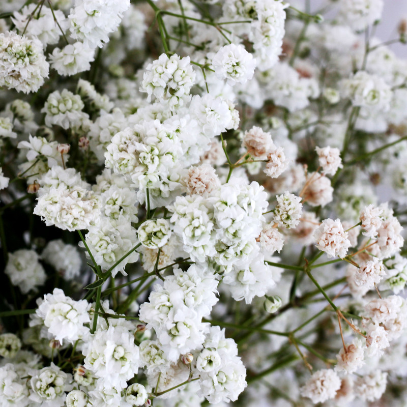 دسته گل ژیپسوفیلا سفید هیمان مدل عروس کد 1100