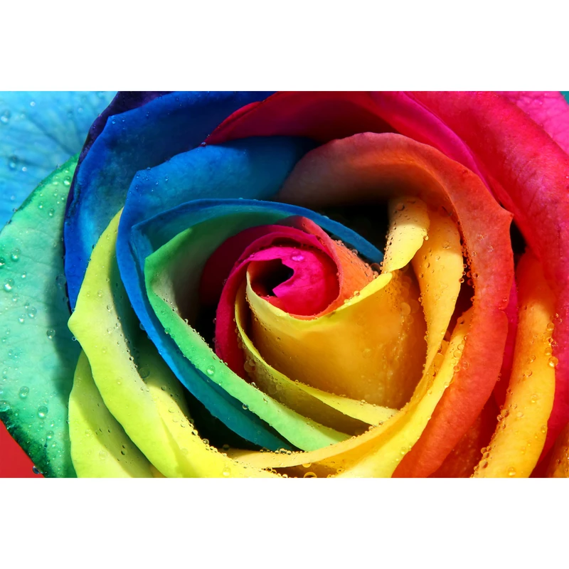 تابلو شاسی مدل گل رز رنگی T7249