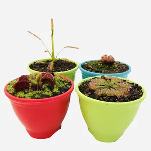 گیاه طبیعی گوشتخوار مدل Mix01 مجموعه 4 عددی