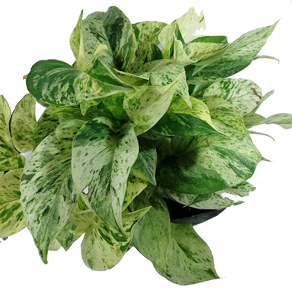 گیاه طبیعی پوتوس مدل 5161884 گیاه طبیعی پوتوس مدل 5161884