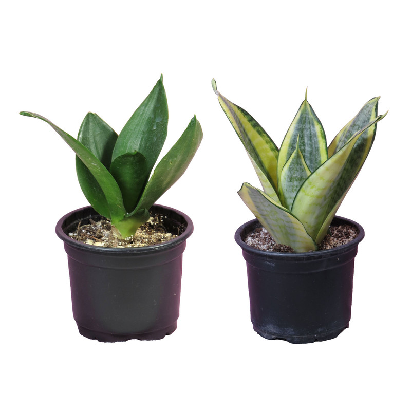 گیاه طبیعی سانسوریا کد AS-12 مجموعه 2 عددی گیاه طبیعی سانسوریا کد AS-12 مجموعه 2 عددی