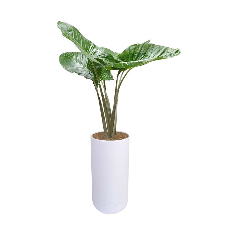 گیاه طبیعی باباآدم مدل لوکس کد 122