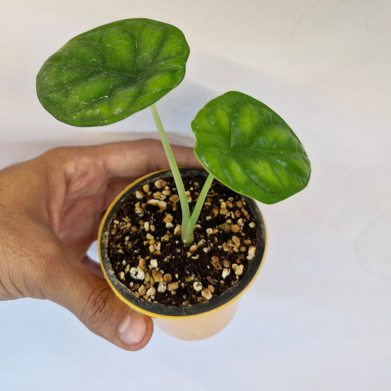 گیاه طبیعی الوکازیا دراگون اسکیل مدل 05