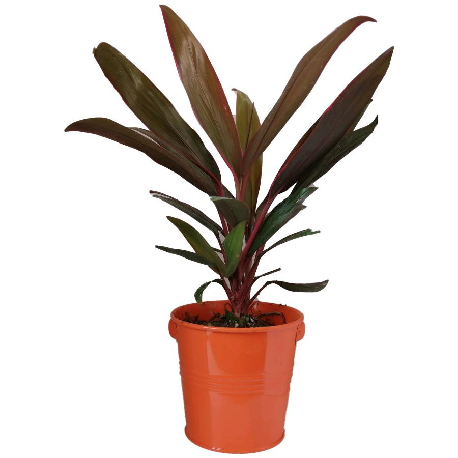 گیاه طبیعی کردلین کد uf02 گیاه طبیعی کردلین کد uf02