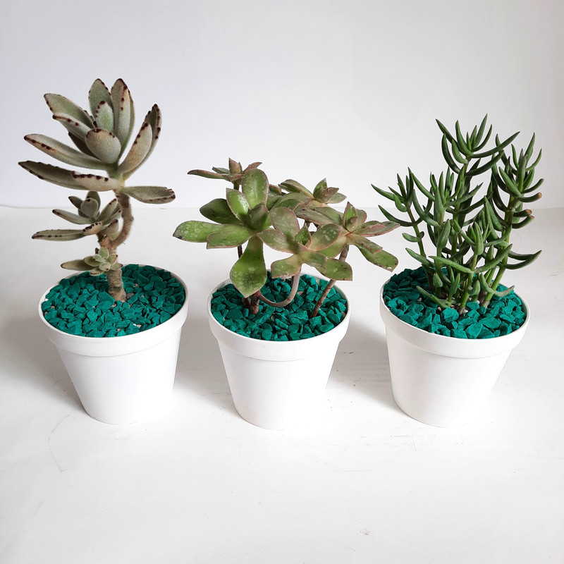 گیاه طبیعی آئونیوم و ساکولنت کد A مجموعه 3 عددی