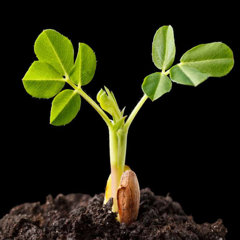 بذر بادام زمینی سانیا سید مدل S28 بذر بادام زمینی سانیا سید مدل S28