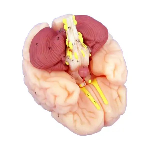 بازی آموزشی جنرال داکتر مدل مغز 8 قسمتی