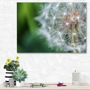 Starboy Gallery Amazing 479 Dandelion Tableau