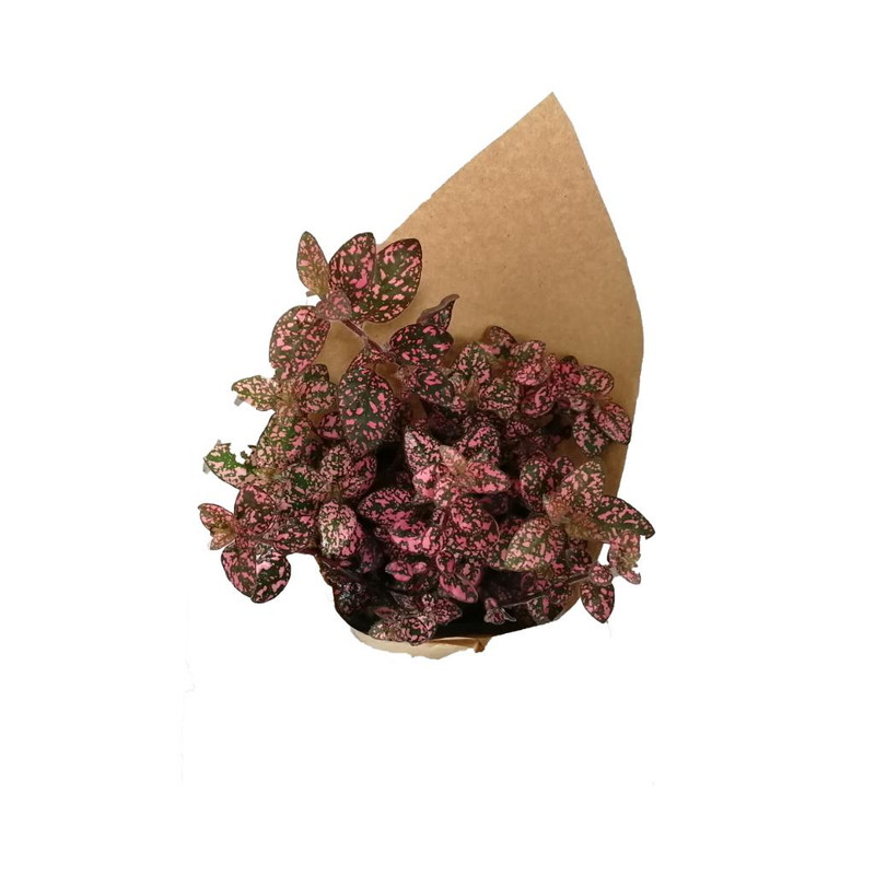 گیاه طبیعی گل سنگ صورتی کد gs16