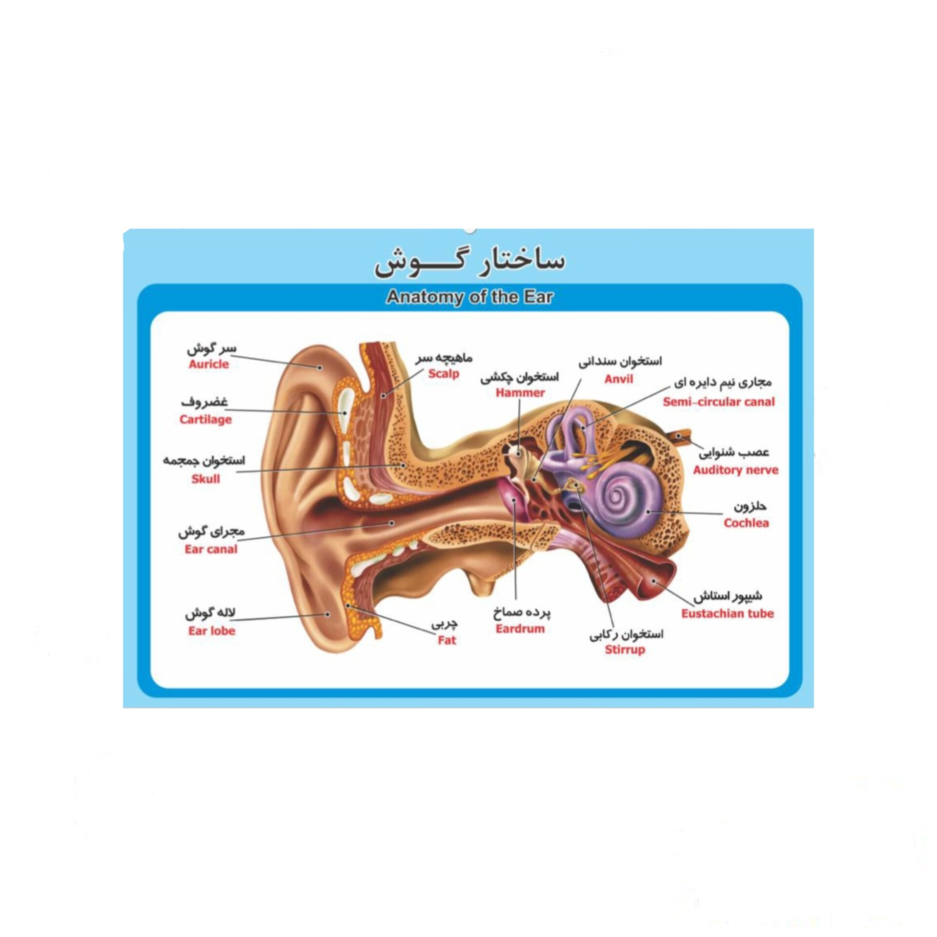پوستر آموزشی طرح ساختار گوش