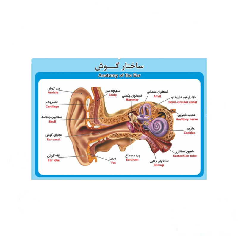 پوستر آموزشی طرح ساختار گوش