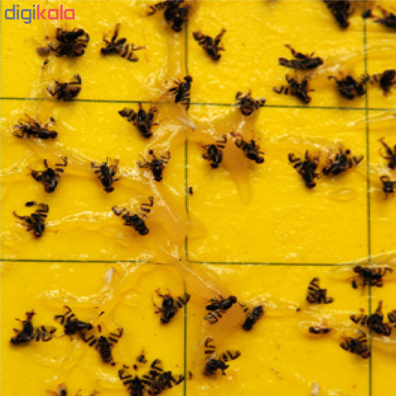 کارت جذب کننده حشرات مدل A01 بسته 20 عددی