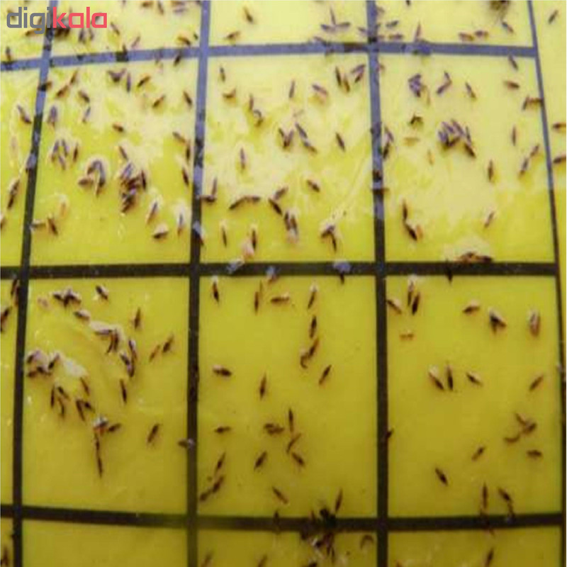 کارت جذب کننده حشرات مدل A01 بسته 20 عددی