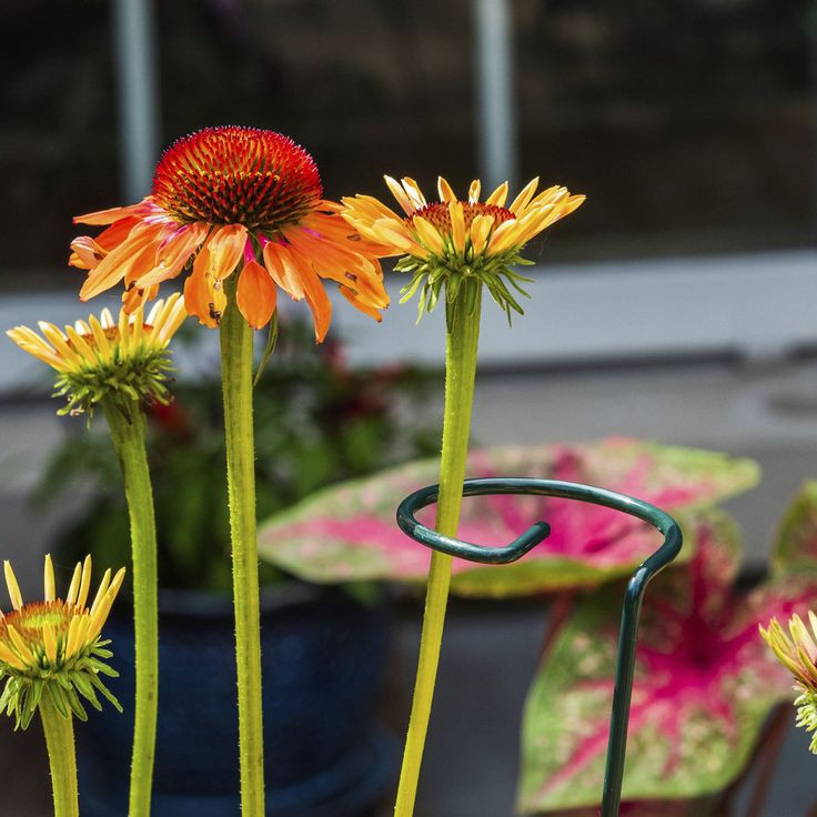 نگهدارنده مدل قیم گل مجموعه ۲ عددی