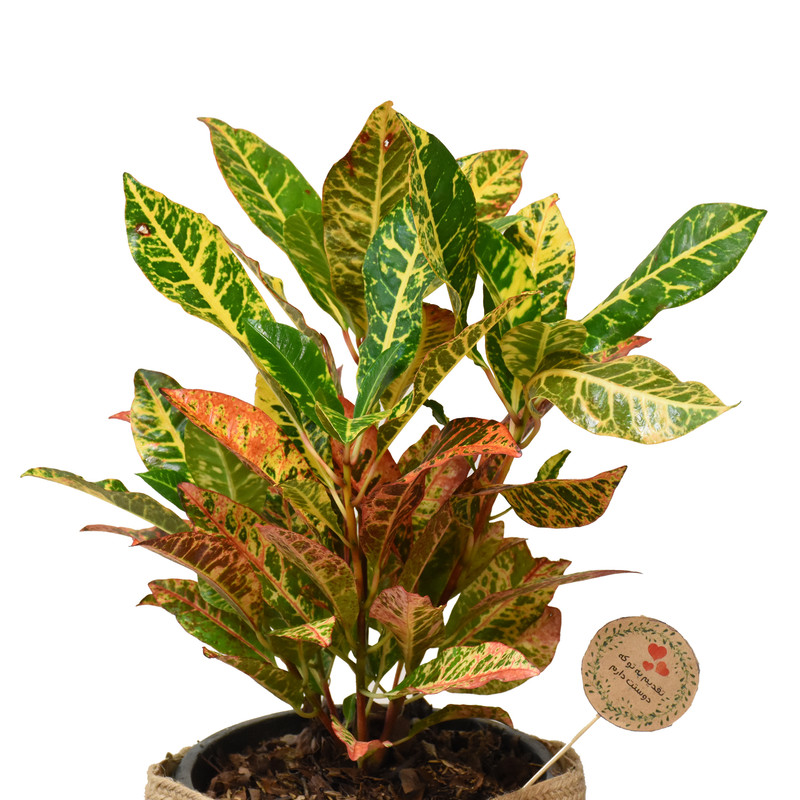 گیاه طبیعی کروتون کد P.A.016