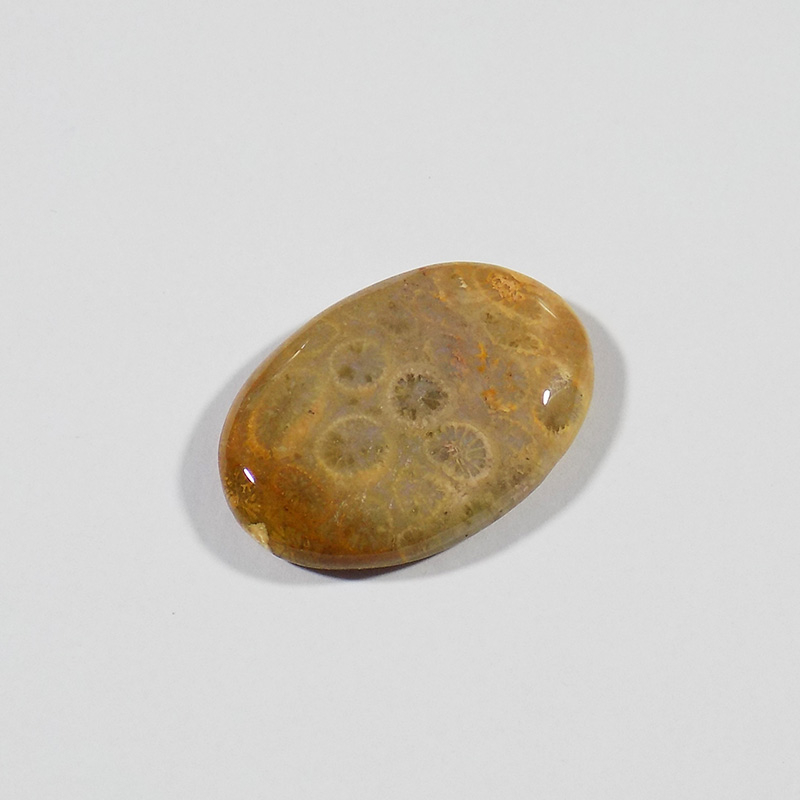 سنگ فسیل مرجان کد TG6536