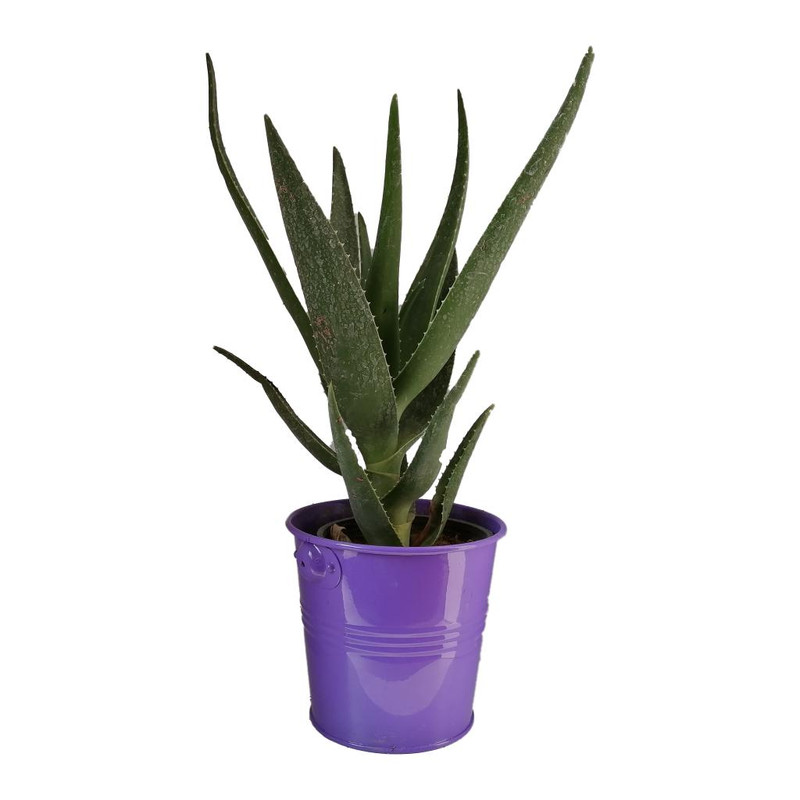 گیاه آلوئه کد jf05 گیاه آلوئه کد jf05