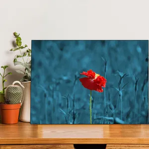 Starboy Gallery Amazing 300 Tulip Tableau