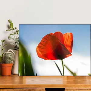 Starboy Gallery Amazing 314 Tulipa Flower Tableau