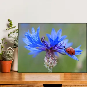 Starboy Gallery Amazing 317 Flower Tableau