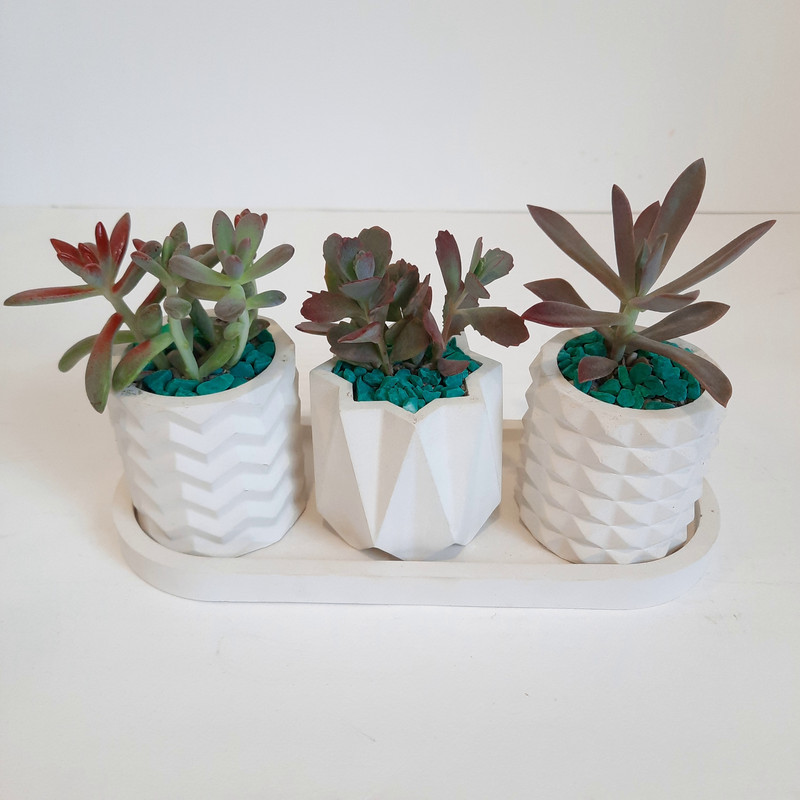 گیاه طبیعی ساکولنت کد 09 مجموعه 3 عددی