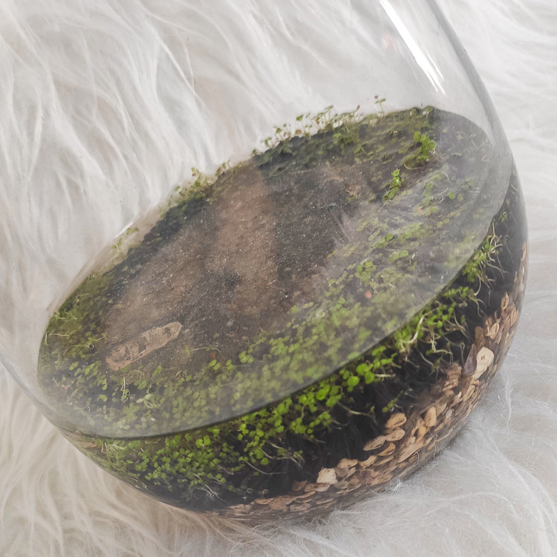 ویواریوم گیاه طبیعی کد viv-119