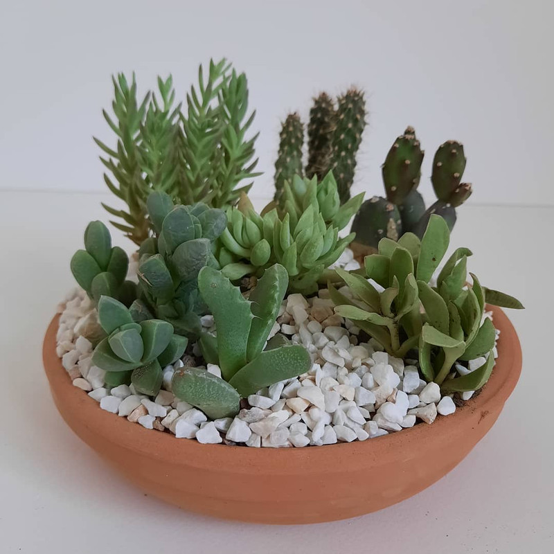 گیاه طبیعی مدل دیش گاردن کاکتوس و ساکولنت