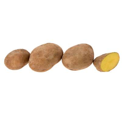 سیب زمینی شیرین از کجا بخریم؟