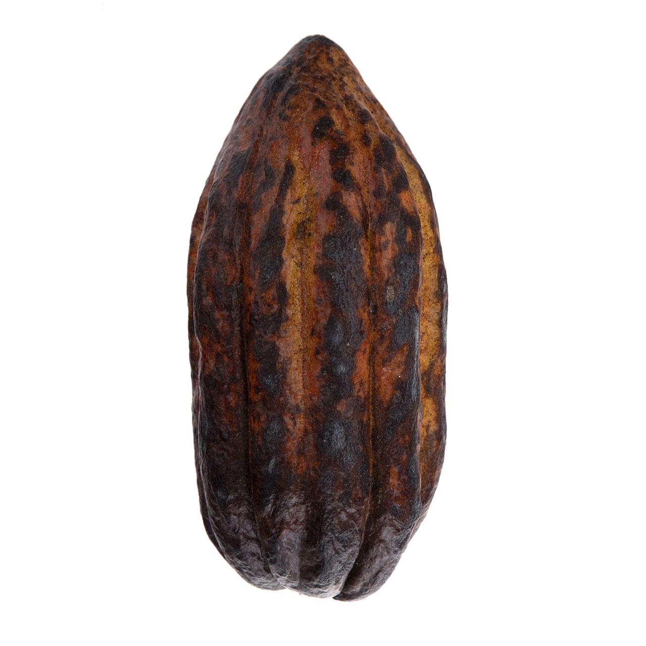 میوه کاکائو (یک عدد)