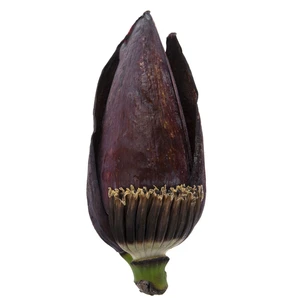 گل موز (یک عدد)