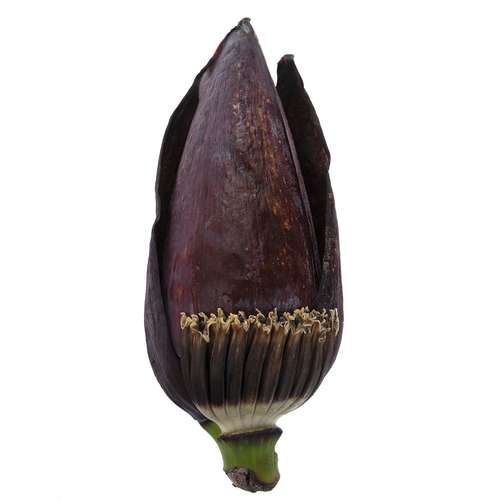 گل موز (یک عدد)