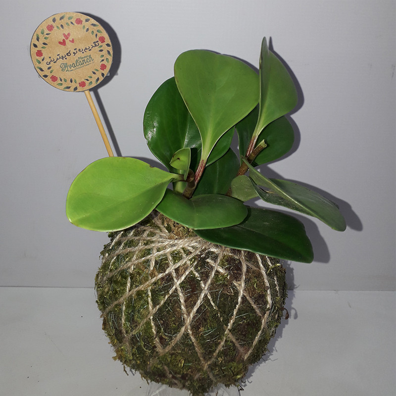 گیاه طبیعی قاشقی مدل کوکداما کد P.A.034