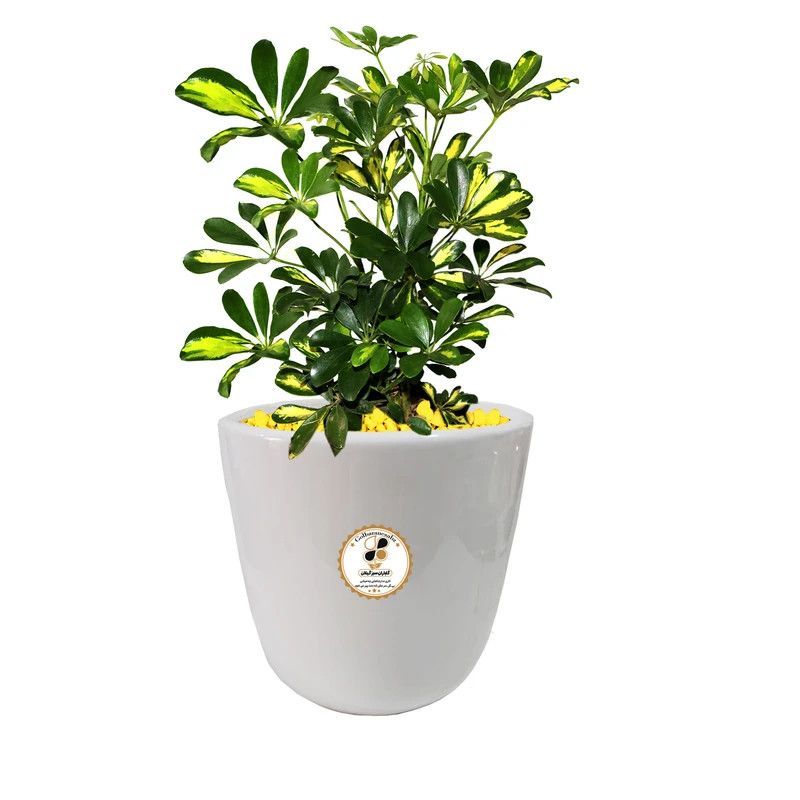 گیاه طبیعی شفلرا گلباران سبز گیلان مدل GN13-4M