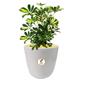 گیاه طبیعی شفلرا گلباران سبز گیلان مدل GN13-4L