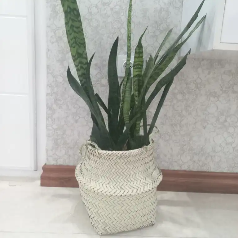 سبد حصیری مدل خمره ای 27-29-cm