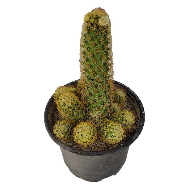 گیاه طبیعی کاکتوس کد yt10 گیاه طبیعی کاکتوس کد yt10