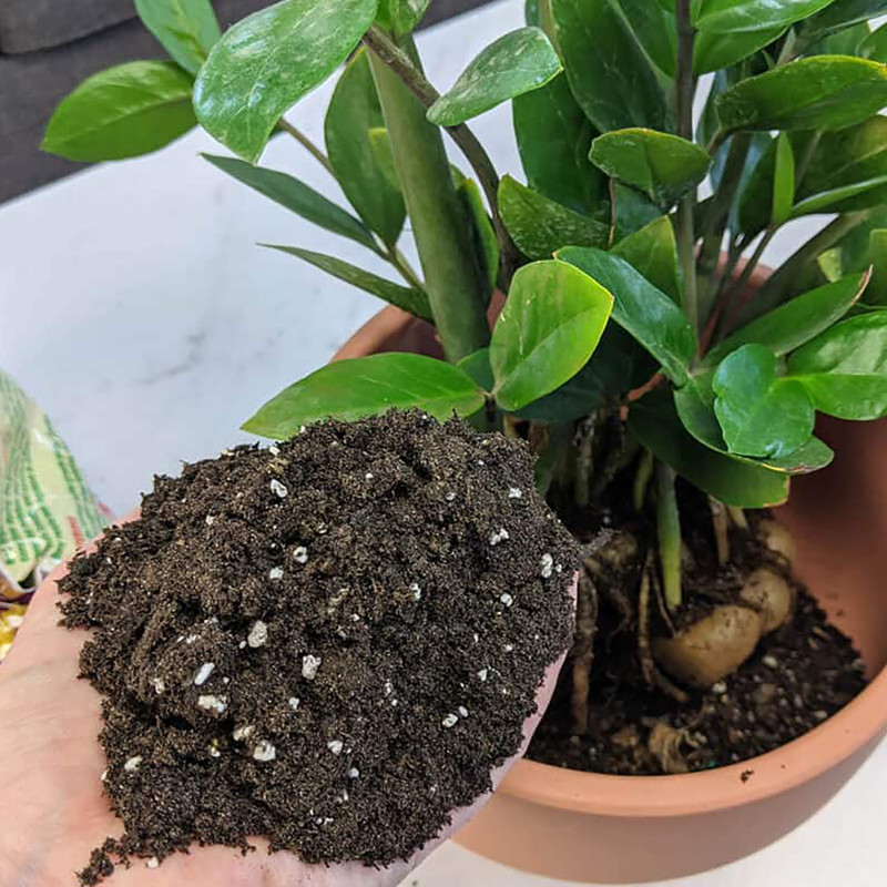 خاک زاموفیلیا گلوریا خاک مدل 10Litr وزن 5 کیلوگرم